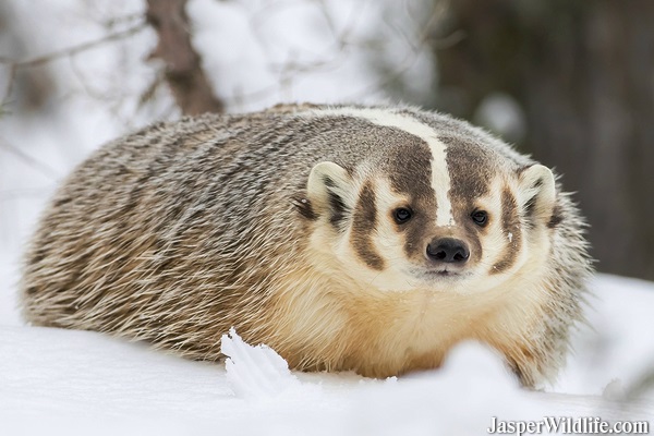 Badger in Jasper, Alberta