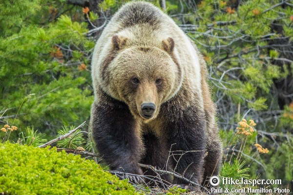 11 Jasper Wildlife Tour Grizzlies
