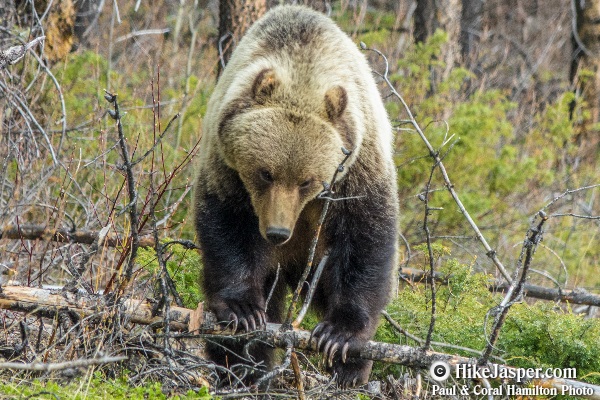 12 Jasper Wildlife Tour Grizzlies