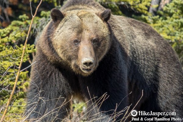 16 Jasper Wildlife Tour Grizzlies