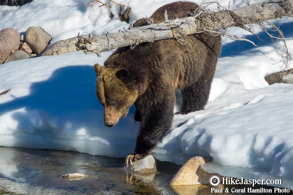 2 Jasper Wildlife Tour Grizzlies