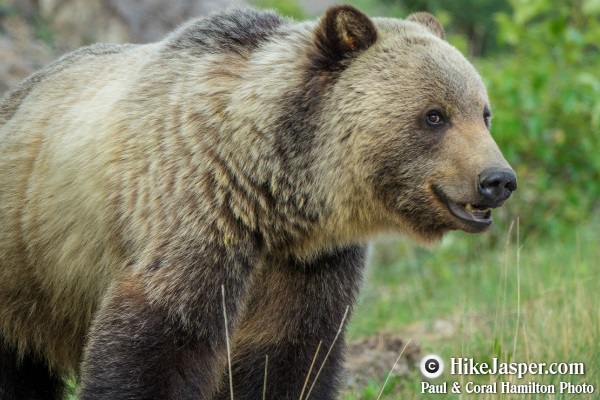 27 Jasper Wildlife Tour Grizzlies