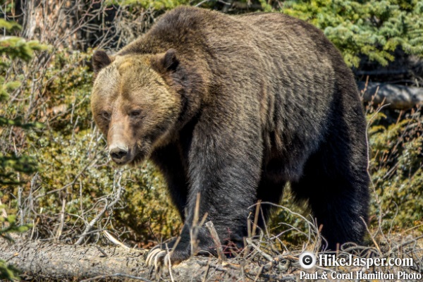 29 Jasper Wildlife Tour Grizzlies