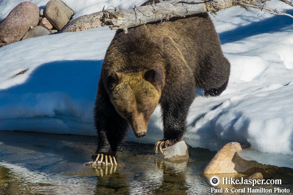 3 Jasper Wildlife Tour Grizzlies