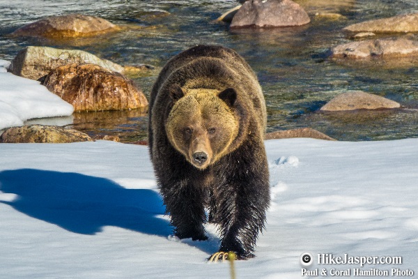 7 Jasper Wildlife Tour Grizzlies