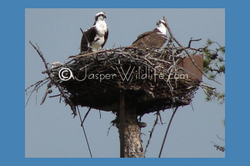 Jasper Wildlife Pics Osprey small