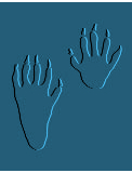 raccoon tracks - Jasper Wildlife